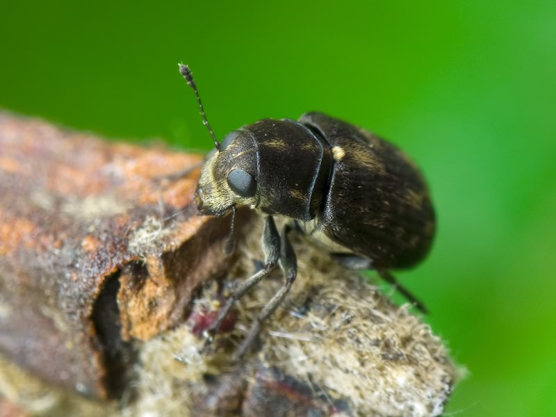 Rhaphitropis marchica (Herbst, 1797)